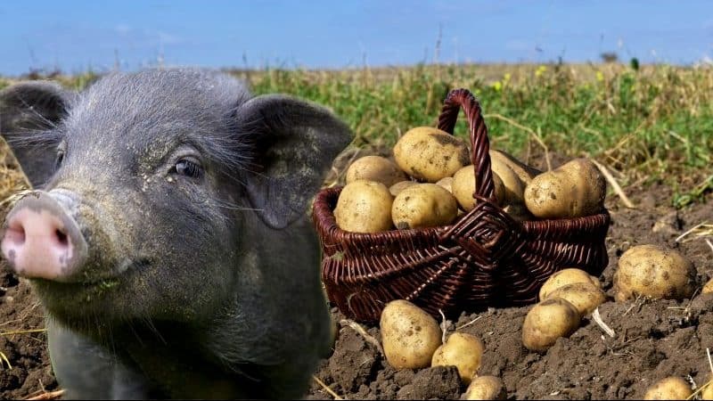 Hvordan man skelner foderkartofler fra bordsorter, og hvad er deres egenskaber