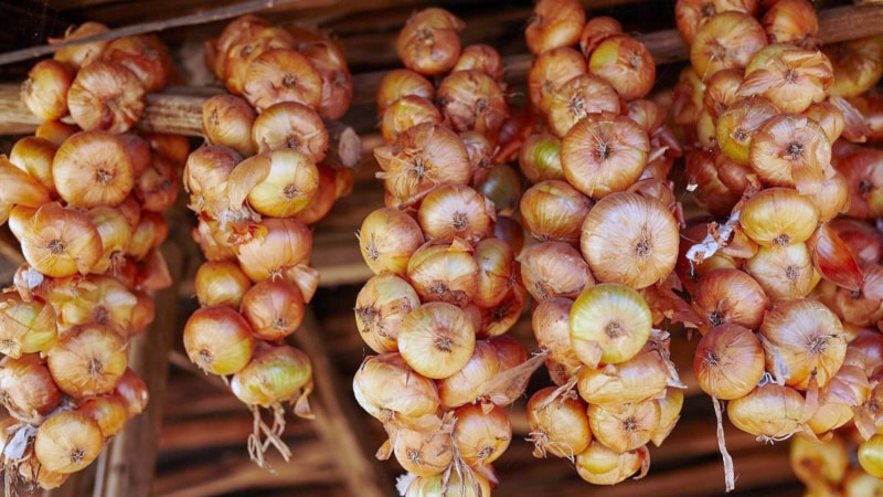 Cara menyimpan bawang dengan betul: pada suhu dan dalam keadaan apa