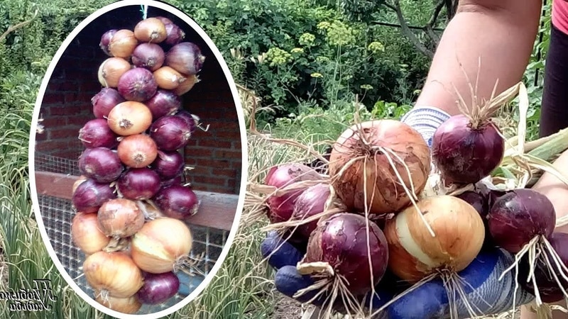 Cara menyimpan bawang dengan betul: pada suhu dan dalam keadaan apa