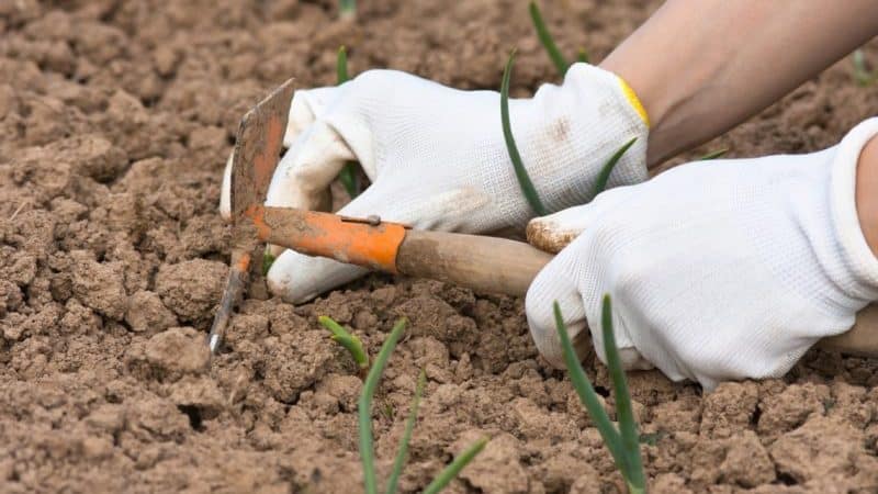 Como plantar cebola para o inverno e em que profundidade?