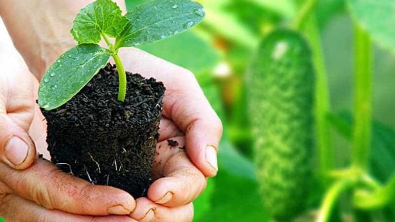 Hoe komkommers op de juiste manier voor zaailingen te planten, en wanneer is de beste tijd om dit te doen