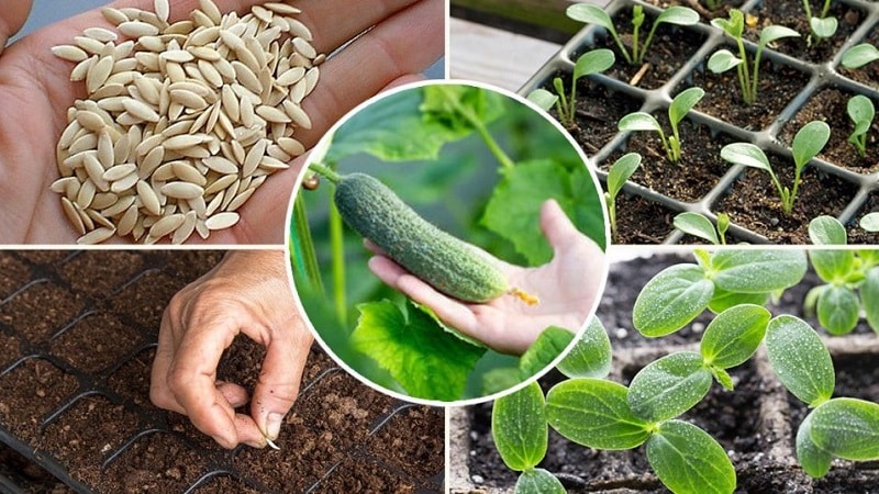 Hoe komkommers op de juiste manier voor zaailingen te planten, en wanneer is de beste tijd om dit te doen