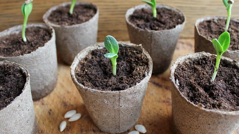 Hoe komkommers op de juiste manier voor zaailingen te planten, en wanneer is de beste tijd om dit te doen