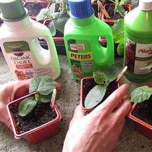 Hoe komkommers op de juiste manier voor zaailingen te planten, en wanneer is de beste tijd om dit te doen