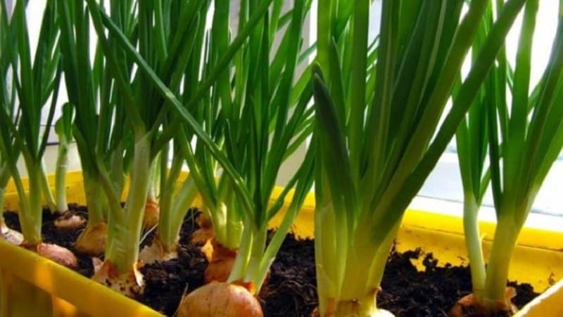 So züchten Sie Frühlingszwiebeln richtig auf der Fensterbank: eine Schritt-für-Schritt-Anleitung für Anfänger