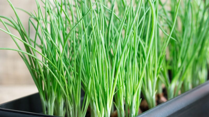 Paano maayos na palaguin ang berdeng mga sibuyas sa isang windowsill: isang hakbang-hakbang na gabay para sa mga nagsisimula