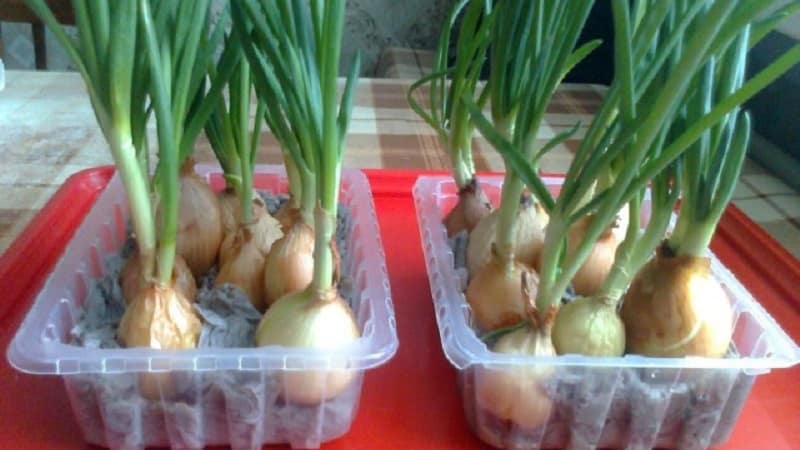 Cara menanam bawang hijau dengan betul di ambang tingkap: panduan langkah demi langkah untuk pemula