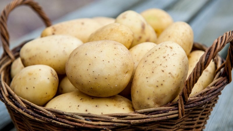 How does potato allergy manifest in children and adults?