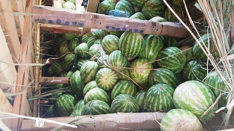 So konservieren Sie eine Wassermelone im Keller bis zum neuen Jahr – 7 beste Möglichkeiten