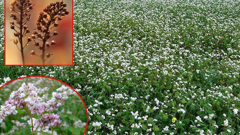 Cos'è il grano saraceno e che aspetto ha quando cresce nel campo?