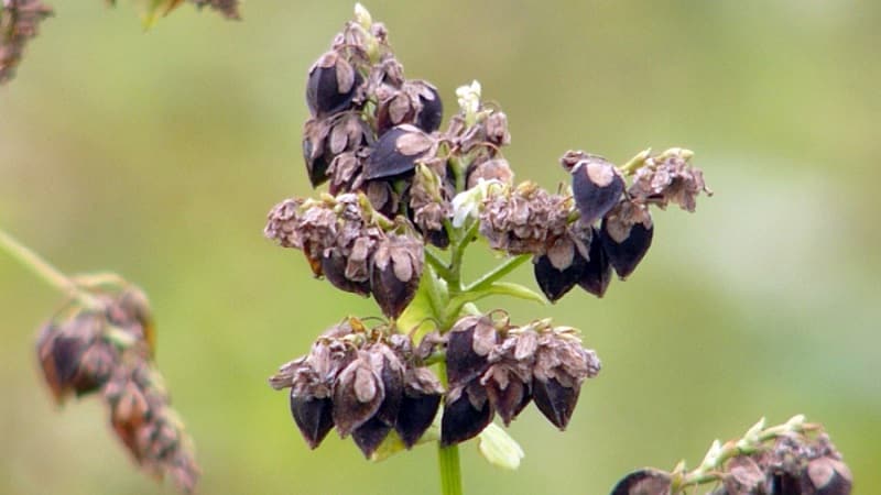 Tecnologia de cultivo de trigo sarraceno desde a semeadura até a colheita