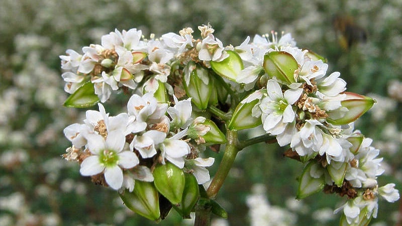 Cos'è il grano saraceno e che aspetto ha quando cresce nel campo?