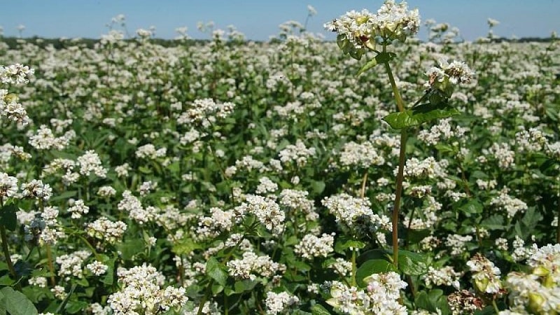 Tecnologia de cultivo de trigo sarraceno desde a semeadura até a colheita