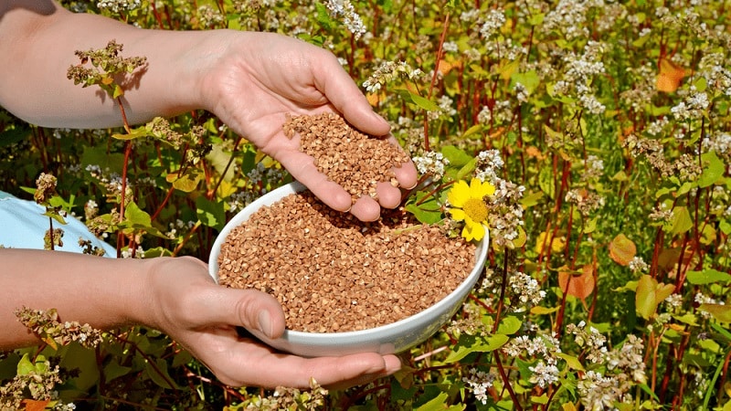 Tecnologia de cultivo de trigo sarraceno desde a semeadura até a colheita