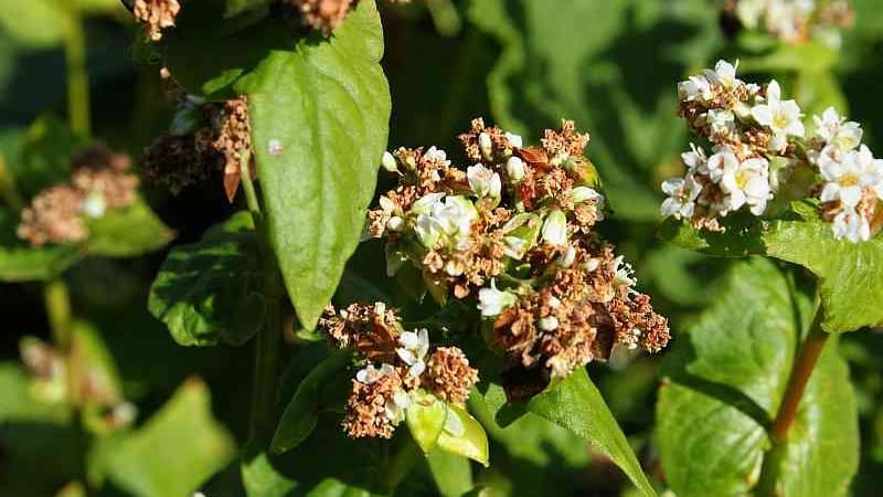 Tecnologia de cultivo de trigo sarraceno desde a semeadura até a colheita