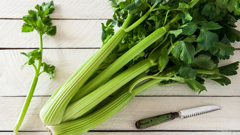 How to grow and use petiole celery with maximum benefit for the body