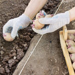 Recommandations étape par étape : comment faire pousser des pommes de terre de A à Z