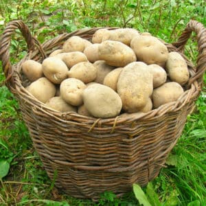 Step-by-step recommendations: how to grow potatoes from A to Z