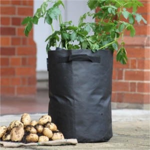 Step-by-step recommendations: how to grow potatoes from A to Z