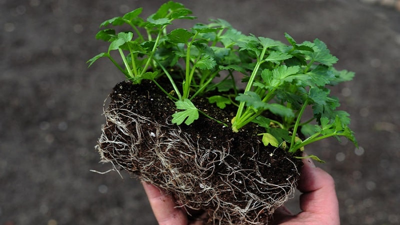 Step-by-step instructions: how to grow celery from seeds at home for seedlings