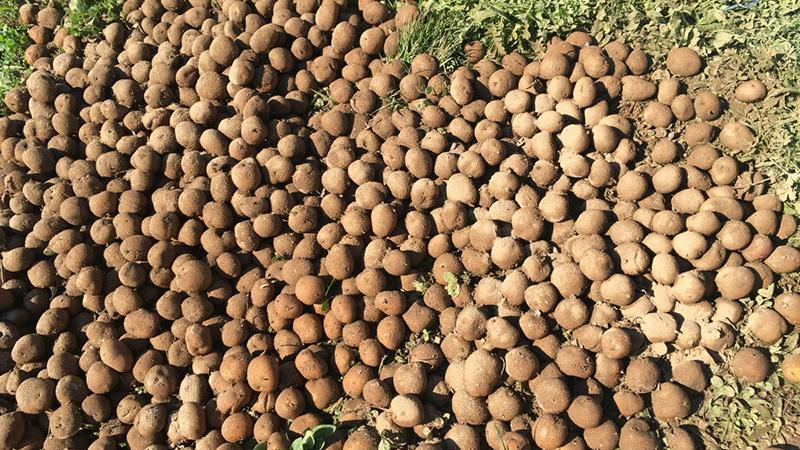 We reveal the secrets of record yield: how to grow a bucket of potatoes from one bush