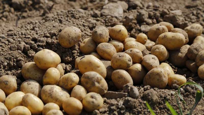 Revelamos os segredos do rendimento recorde: como cultivar um balde de batatas em um arbusto