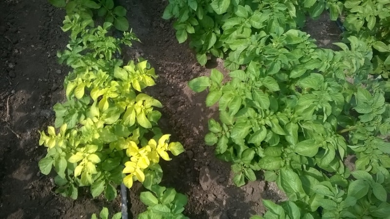 What are the diseases of potato tops: description and treatment