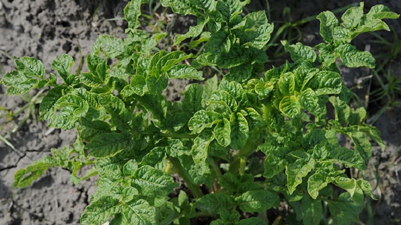 Patates üstlerinin hastalıkları nelerdir: açıklama ve tedavi