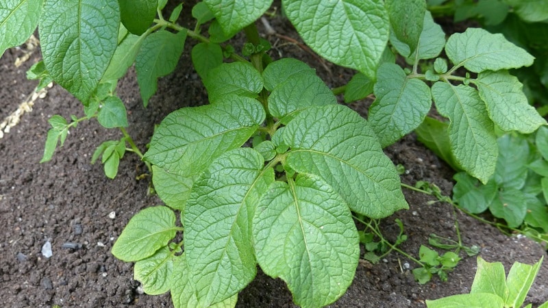 Patates üstlerinin hastalıkları nelerdir: açıklama ve tedavi