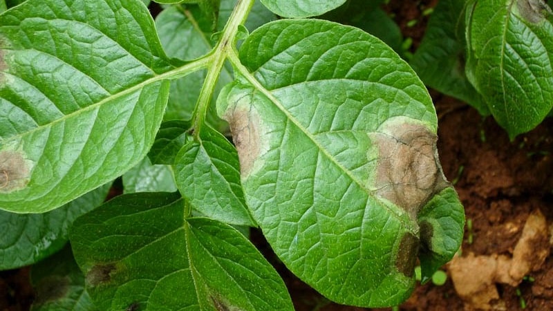 What are the diseases of potato tops: description and treatment