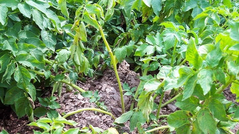 What are the diseases of potato tops: description and treatment