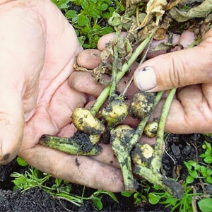 De que forma e como as batatas são propagadas?