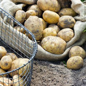 In what ways and how are potatoes propagated?