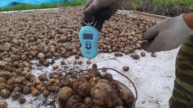 Qual é o rendimento da batata por 1 hectare e como aumentá-lo