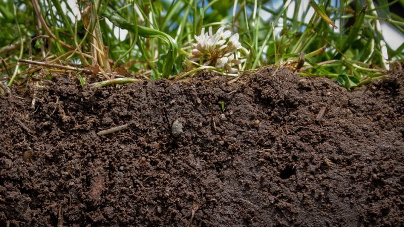 Hvilke gulerødder skal plantes i Moskva-regionen: de bedste sorter til åben jord