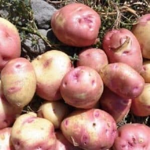 Varietà di patate Ivan da Marya, produttiva, senza pretese e resistente alle malattie