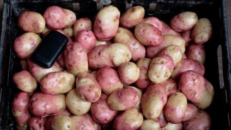 Varietà di patate Ivan da Marya, produttiva, senza pretese e resistente alle malattie