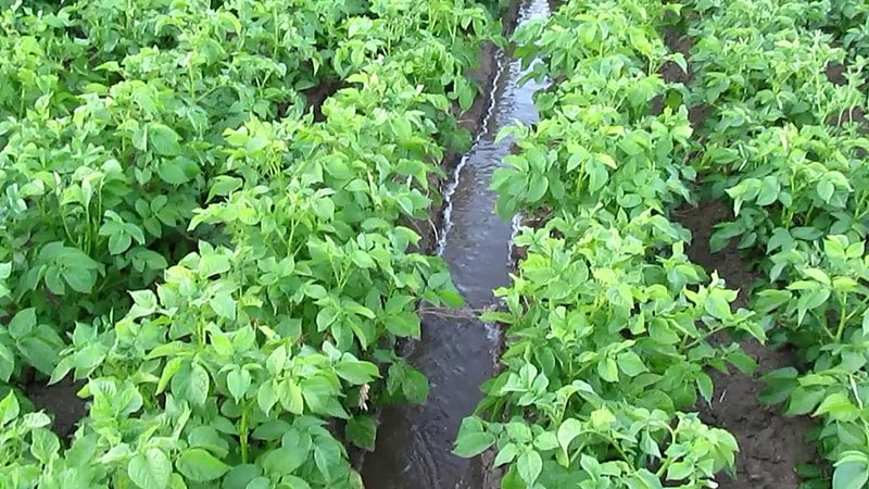 Mittelfrühe Kartoffelsorte Lilly mit hohem Ertrag