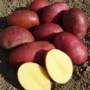 Mid-season potato variety Mayak with good adaptation to growing conditions