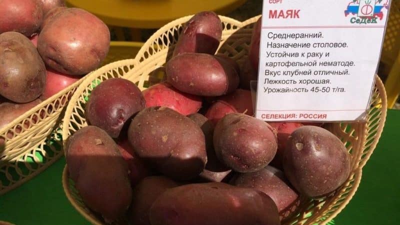 Средносезонен сорт картофи Mayak с добра адаптация към условията на отглеждане