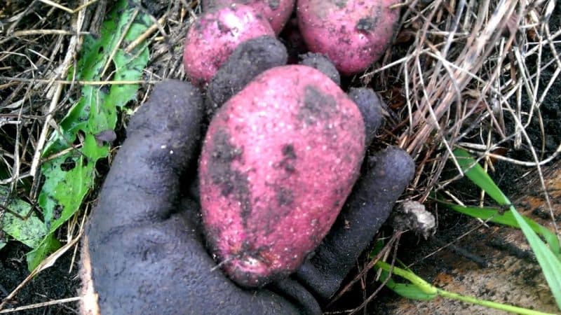 Mid-season potato variety Mayak with good adaptation to growing conditions