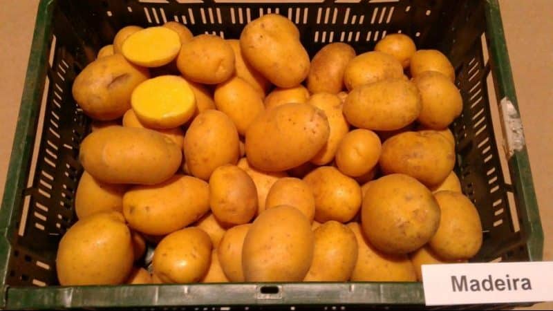 Ang pinakamahusay na mga varieties ng patatas: Naiad, Madeira, Chaika at iba pa