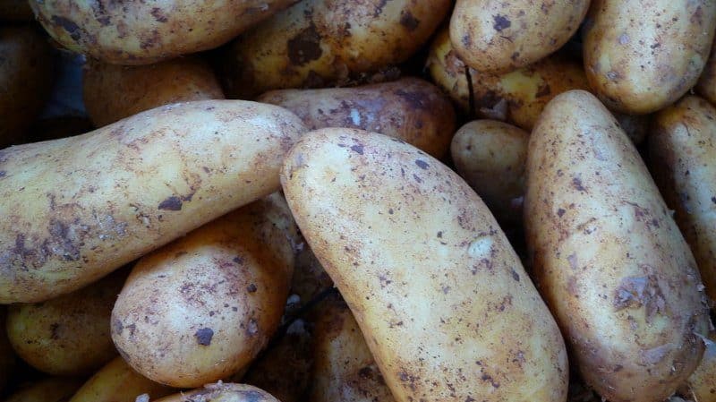 The best potato varieties: Naiad, Madeira, Chaika and others