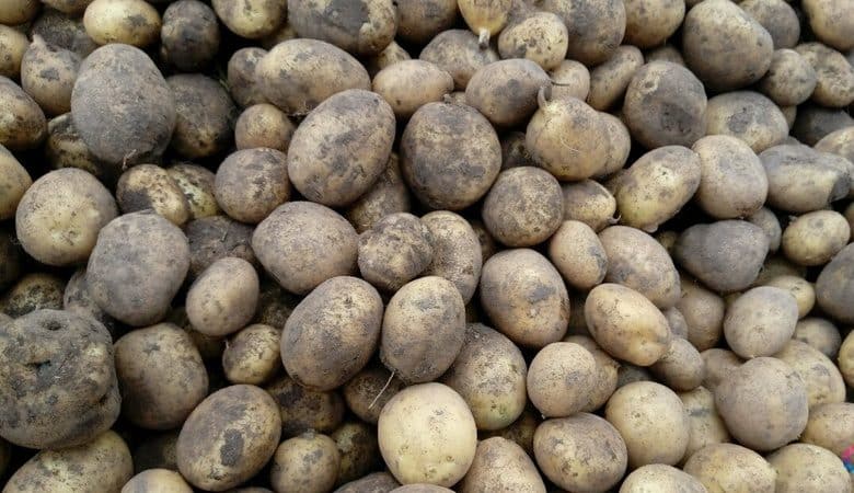 Ang pinakamahusay na mga varieties ng patatas: Naiad, Madeira, Chaika at iba pa