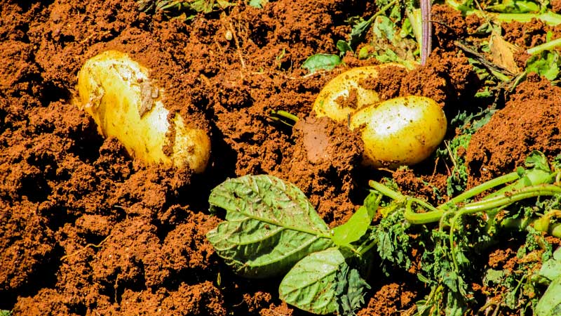 The best potato varieties: Naiad, Madeira, Chaika and others