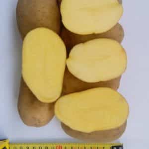 Mid-late table potato variety Ragneda, madaling ibagay sa anumang lupa