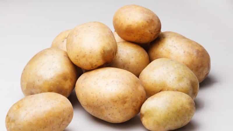 Mid-late table potato variety Ragneda, madaling ibagay sa anumang lupa