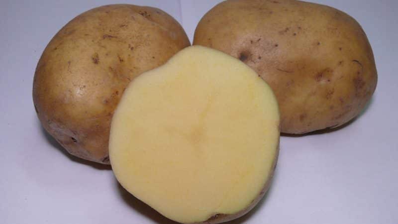 Mid-season potato variety Ramos, unpretentious to weather conditions