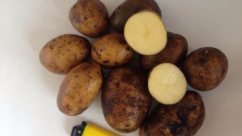 Variedad de patata de mitad de temporada Ramos, sin pretensiones ante las condiciones climáticas.