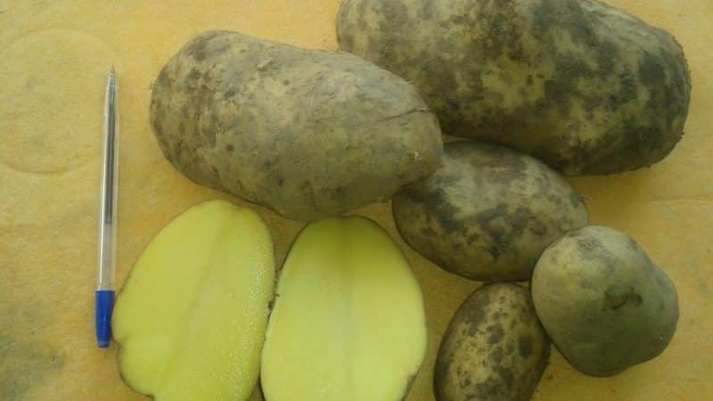 Mid-season potato variety na Ramos, hindi mapagpanggap sa mga kondisyon ng panahon